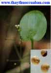 Bài thuốc chữa chứng dương khí hư