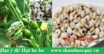 Cách dùng hạt ý dĩ hỗ trợ điều trị viêm phế quản mạn tính