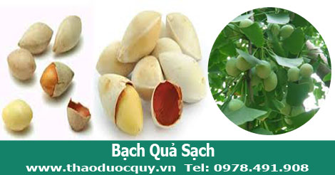 hình ảnh bạch quả tươi và bạch quả khô