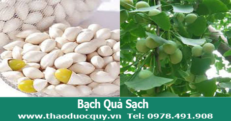 bạch quả