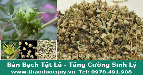 Bạch Tật L&ecirc; c&ograve;n gọi l&agrave; Gai Ma Vương