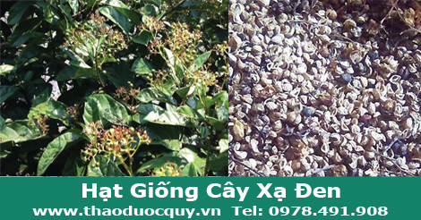 hạt giống xạ đen