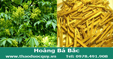 Ho&agrave;ng b&aacute; bắc
