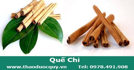 Quế chi l&agrave; vỏ của c&agrave;nh quế nhỏ