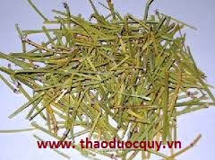 Ma hoàng - vị thuốc trị hen suyễn
