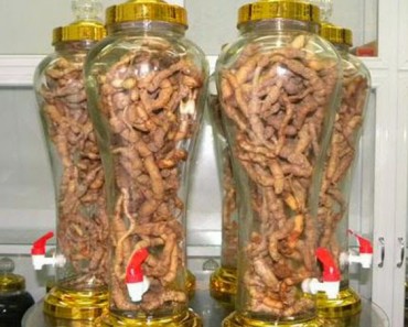 Cách chọn củ Ba Kích để Ngâm rượu
