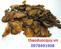 Bài thuốc trị hoa mắt, chóng mặt, rối loạn tiền đình