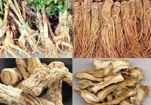 ĐƯƠNG QUY GIÚP ĐIỀU KHÍ HUYẾT