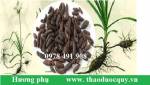 Hương phụ/ cỏ gấu/ cỏ cú thuốc quý của chị em