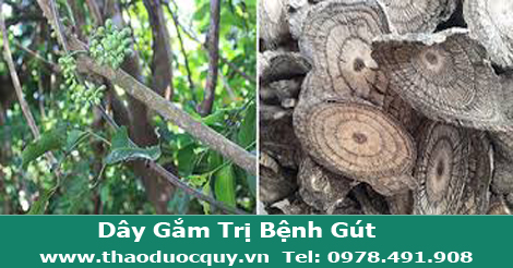 D&acirc;y gắm trị đau nhức xương khớp, g&uacute;t