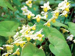 d&acirc;m-dương-hoắc
